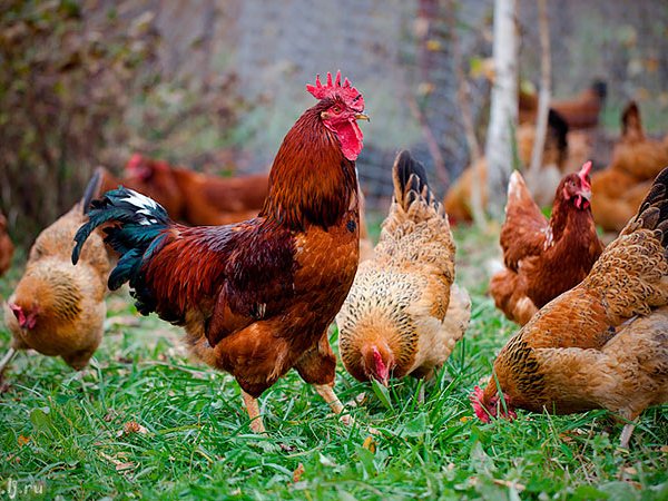Породы куриц | ЗооТом - продажа, вязка и услуги для животных в Коле