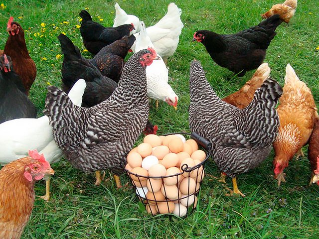 Содержание кур и уход за ними | ЗооТом - продажа, вязка и услуги для животных в Коле