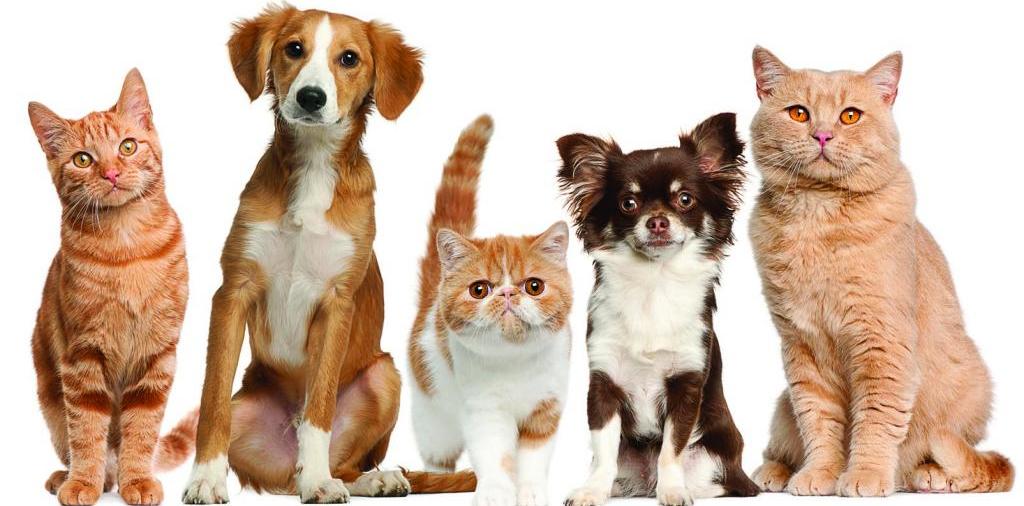 Доска объявлений о животных | ЗооТом - продажа, вязка и услуги для животных в Коле