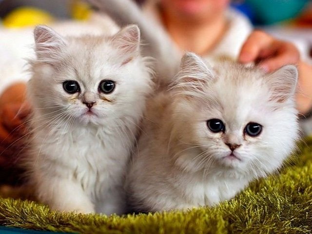 Породы кошек в Коле | ЗооТом портал о животных