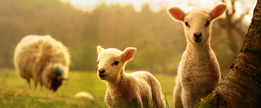 Объявления о сельскохозяйственных животных | ЗооТом - продажа, вязка и услуги для животных в Коле