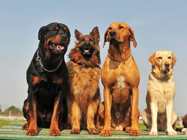 Крупные породы собак в Коле | ЗооТом портал о животных